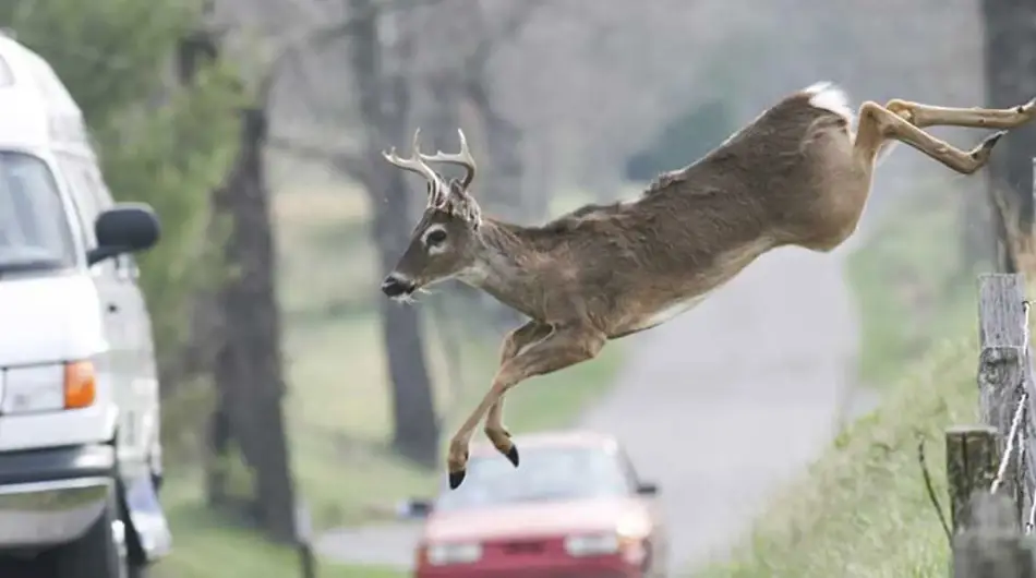 متوقف کردن خودرو